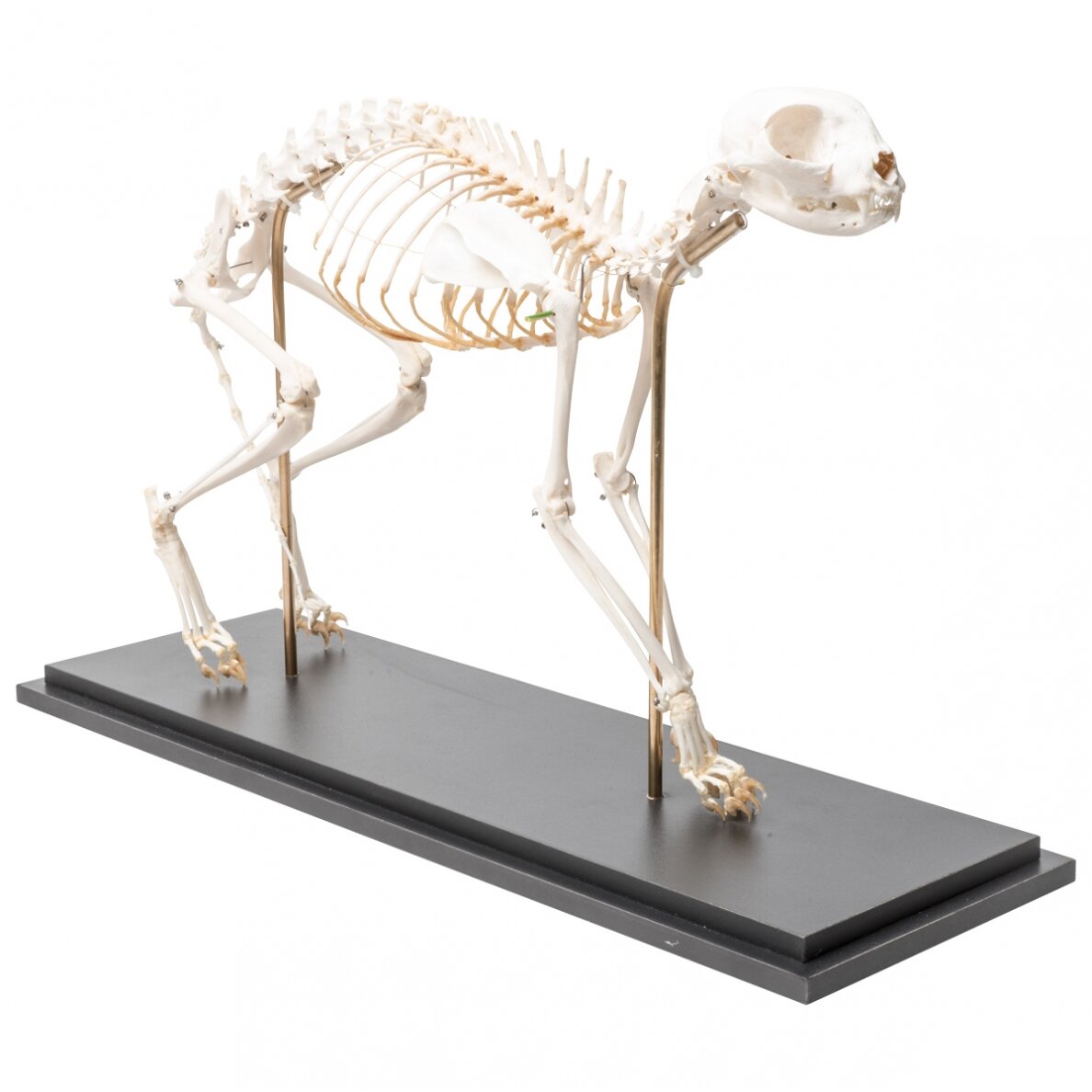 Katės skeletas (Felis catus), lanktus, pavyzdys 3 Katės skeletas (Felis catus), lanktus, pavyzdys 3