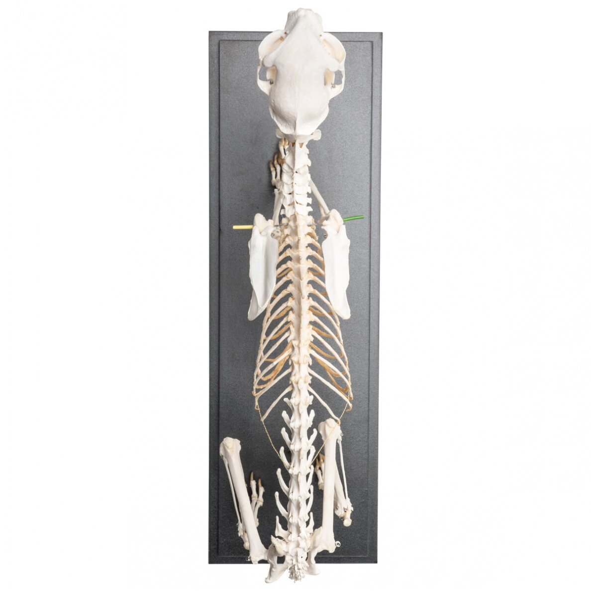 Katės skeletas (Felis catus), lanktus, pavyzdys 4 Katės skeletas (Felis catus), lanktus, pavyzdys 4