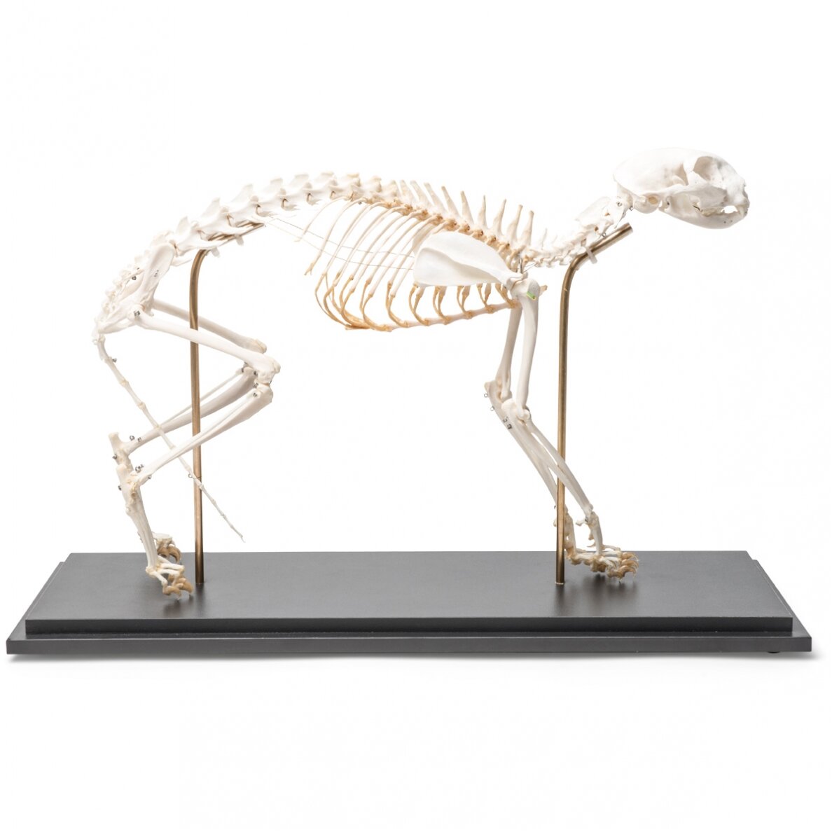 Katės skeletas (Felis catus), lanktus, pavyzdys Katės skeletas (Felis catus), lanktus, pavyzdys