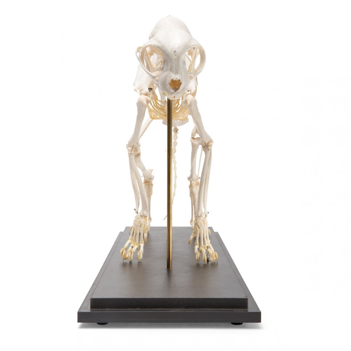 Katės skeletas (Felis catus), pavyzdys 2 Katės skeletas (Felis catus), pavyzdys 2