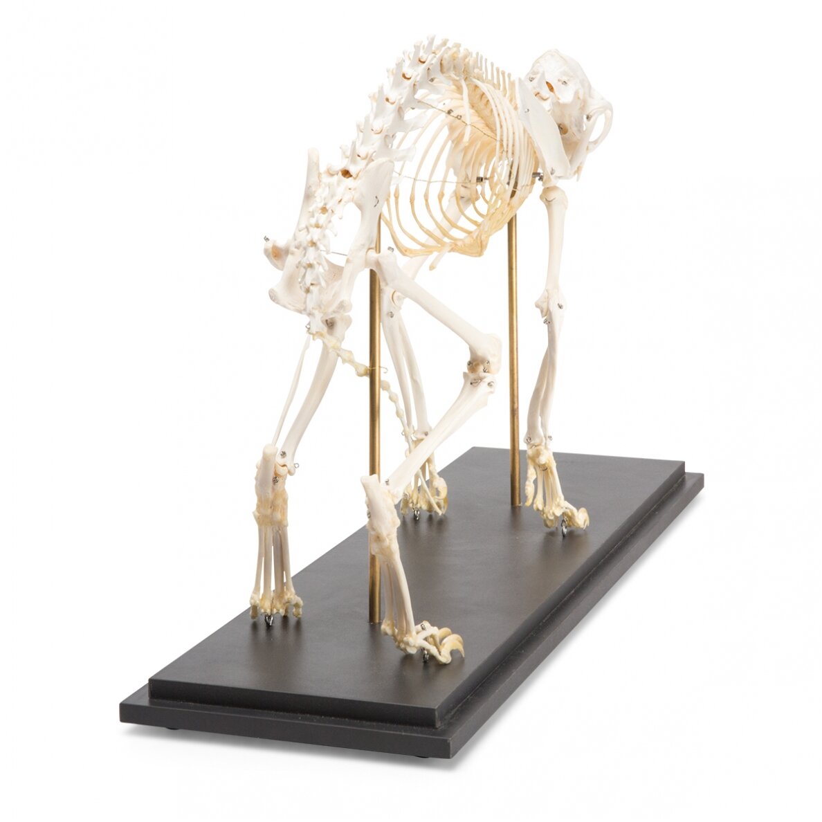Katės skeletas (Felis catus), pavyzdys 4 Katės skeletas (Felis catus), pavyzdys 4