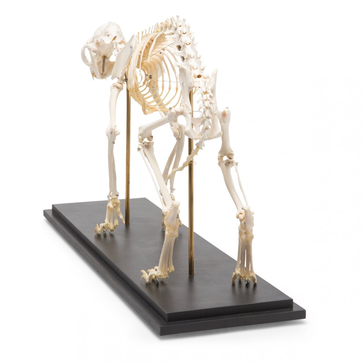 Katės skeletas (Felis catus), pavyzdys 5 Katės skeletas (Felis catus), pavyzdys 5