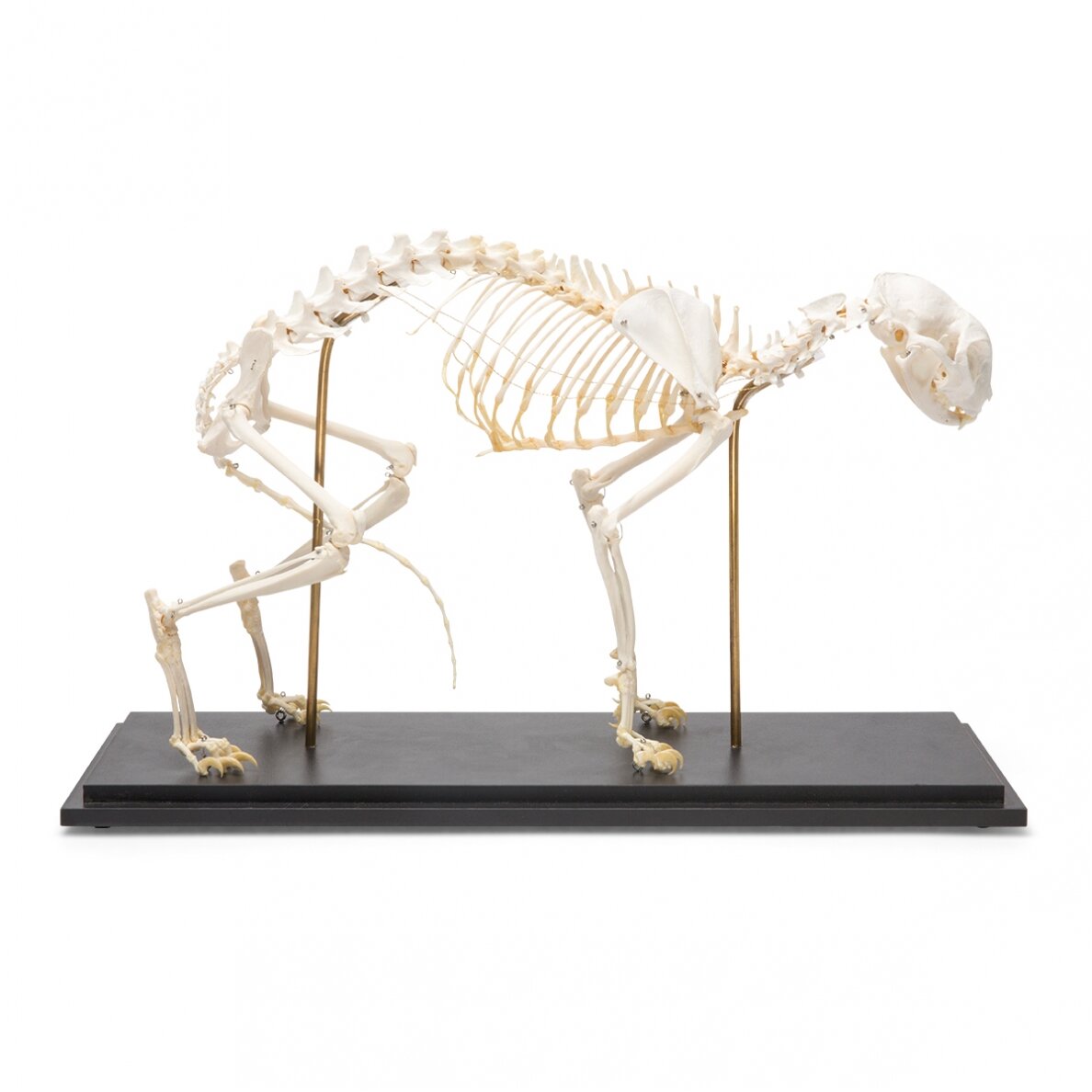 Katės skeletas (Felis catus), pavyzdys Katės skeletas (Felis catus), pavyzdys