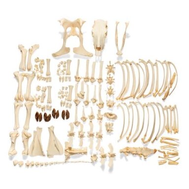 Karvės skeletas (Bos taurus), be ragų, išardytas Karvės skeletas (Bos taurus), be ragų, išardytas