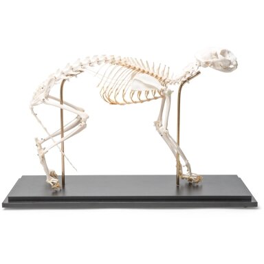 Katės skeletas (Felis catus), lanktus, pavyzdys Katės skeletas (Felis catus), lanktus, pavyzdys