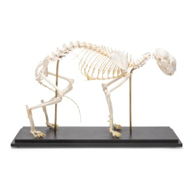 Katės skeletas (Felis catus), pavyzdys Katės skeletas (Felis catus), pavyzdys