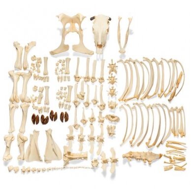 Karvės skeletas (Bos taurus), su ragais, išardytas Karvės skeletas (Bos taurus), su ragais, išardytas