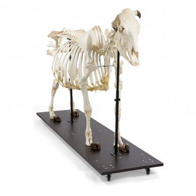 Karvės skeletas (Bos taurus), su ragais, surinktas 3 Karvės skeletas (Bos taurus), su ragais, surinktas 3