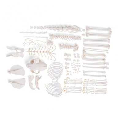 Katės skeletas (Felis catus), išardytas Katės skeletas (Felis catus), išardytas
