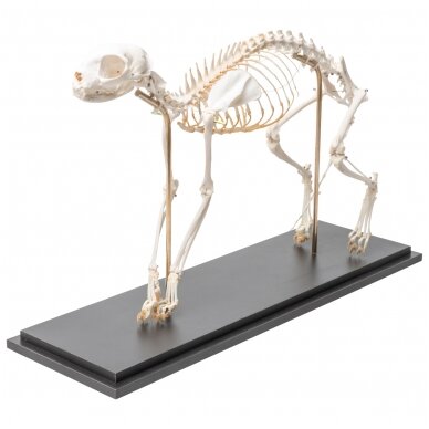Katės skeletas (Felis catus), lanktus, pavyzdys 1 Katės skeletas (Felis catus), lanktus, pavyzdys 1