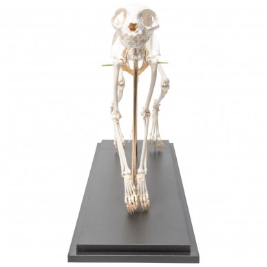 Katės skeletas (Felis catus), lanktus, pavyzdys 2 Katės skeletas (Felis catus), lanktus, pavyzdys 2