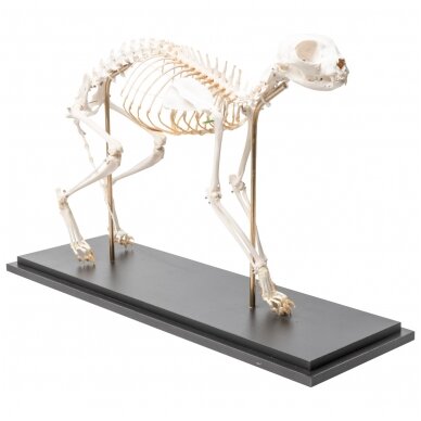 Katės skeletas (Felis catus), lanktus, pavyzdys 3 Katės skeletas (Felis catus), lanktus, pavyzdys 3