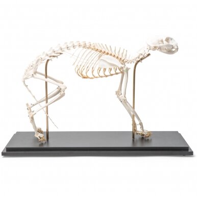 Katės skeletas (Felis catus), lanktus, pavyzdys Katės skeletas (Felis catus), lanktus, pavyzdys