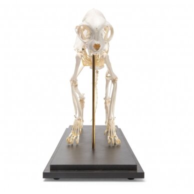 Katės skeletas (Felis catus), pavyzdys 2 Katės skeletas (Felis catus), pavyzdys 2