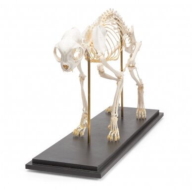 Katės skeletas (Felis catus), pavyzdys 3 Katės skeletas (Felis catus), pavyzdys 3