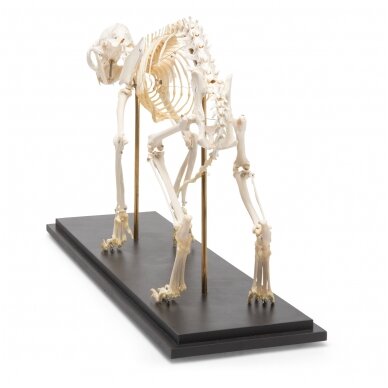 Katės skeletas (Felis catus), pavyzdys 5 Katės skeletas (Felis catus), pavyzdys 5
