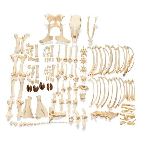 Karvės skeletas (Bos taurus), be ragų, išardytas Karvės skeletas (Bos taurus), be ragų, išardytas