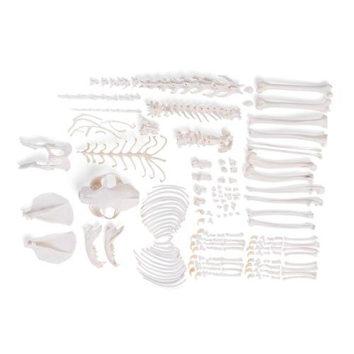Katės skeletas (Felis catus), išardytas Katės skeletas (Felis catus), išardytas