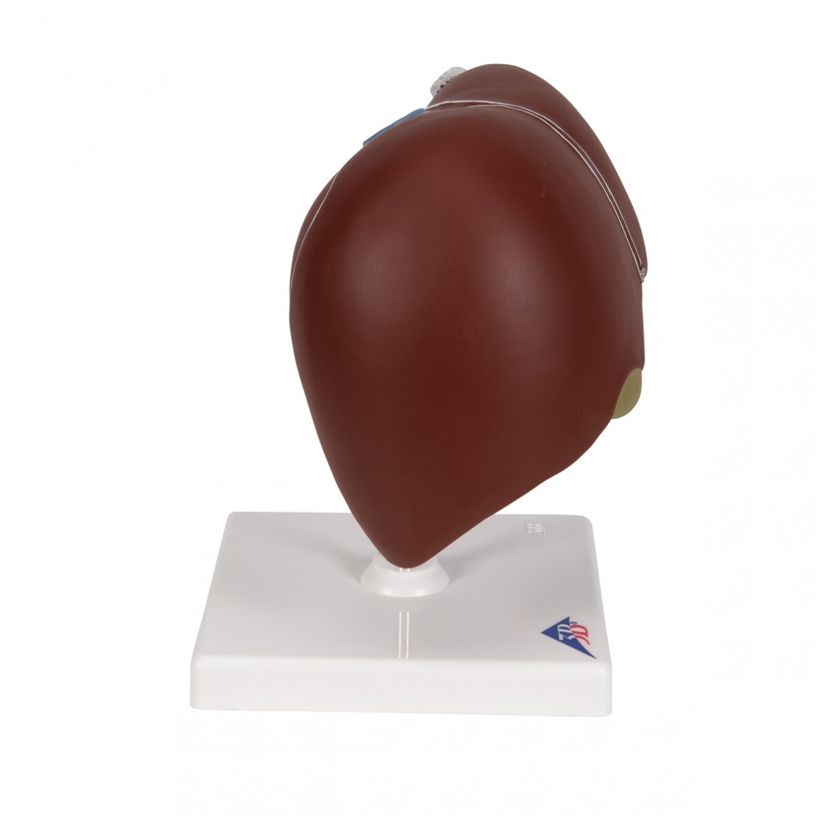 Kepenų modelis su tulžies pūsle 3
