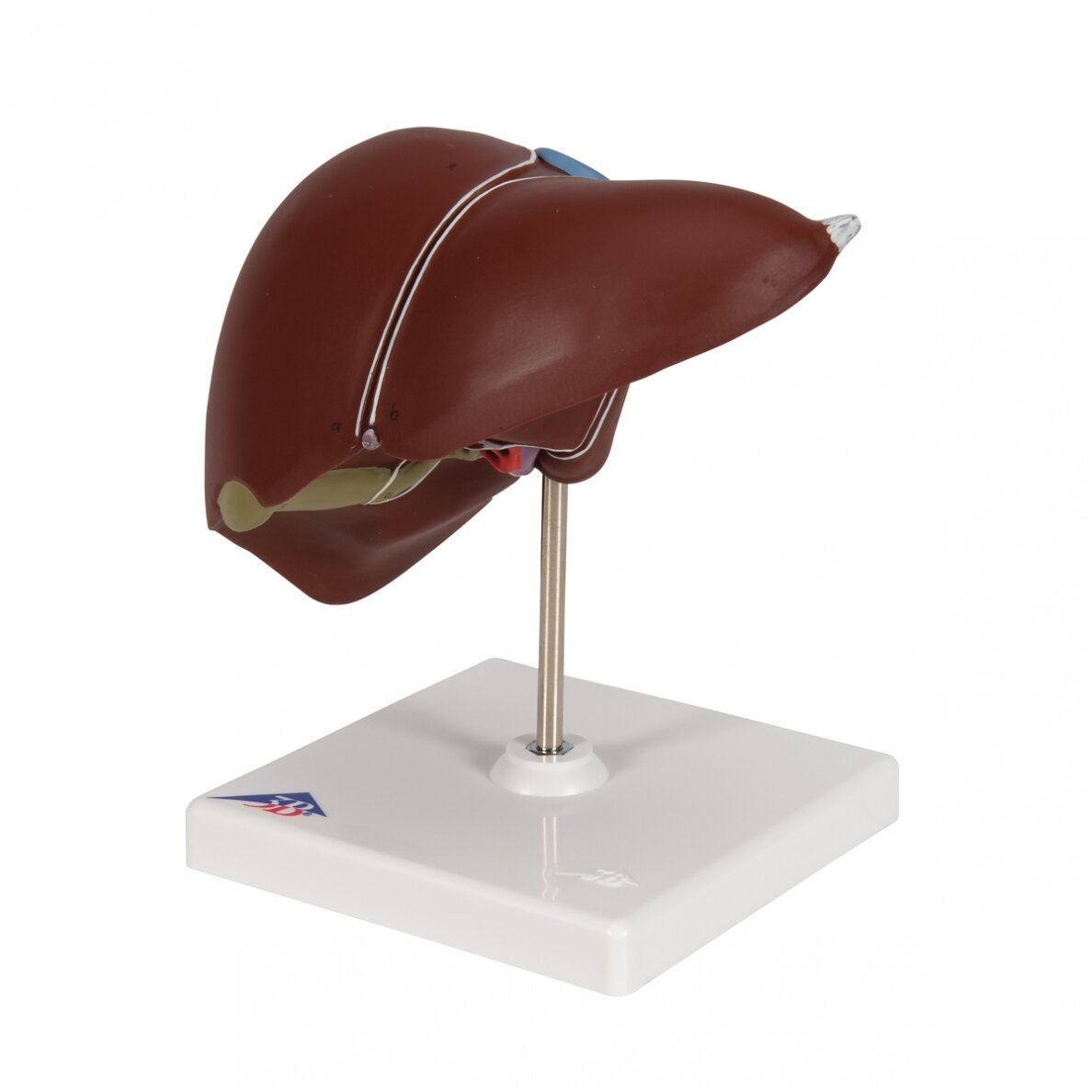 Kepenų modelis su tulžies pūsle 6