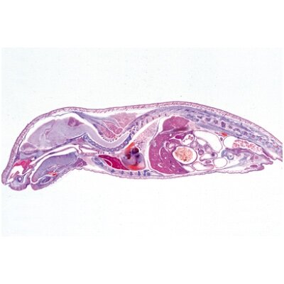 Kiaulių embriologija (Sus scrofa) - mikroskopiniai preparatai Kiaulių embriologija (Sus scrofa) - mikroskopiniai preparatai