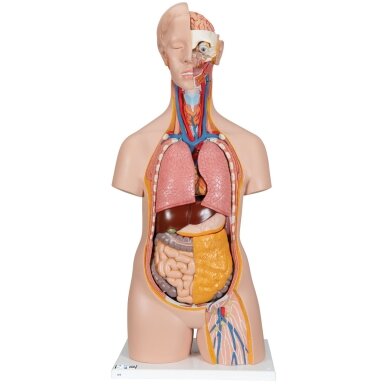 Klasikinis Unisex žmogaus torsas, 14 dalių Klasikinis Unisex žmogaus torsas, 14 dalių