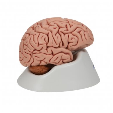 Klasikinis žmogaus smegenų modelis, 5 dalys 3