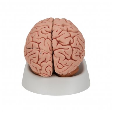 Klasikinis žmogaus smegenų modelis, 5 dalys 4