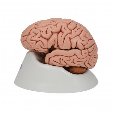 Klasikinis žmogaus smegenų modelis, 5 dalys 5