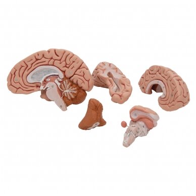 Klasikinis žmogaus smegenų modelis, 5 dalys 7