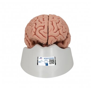 Klasikinis žmogaus smegenų modelis, 5 dalys