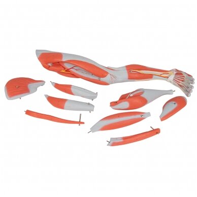 Kojos raumenų modelis, 3/4 realaus dydžio, 9 dalys 7 Kojos raumenų modelis, 3/4 realaus dydžio, 9 dalys 7