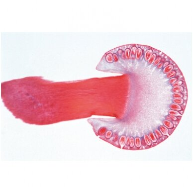 Kriptogamos, elementarus rinkinys - mikroskopiniai preparatai Kriptogamos, elementarus rinkinys - mikroskopiniai preparatai