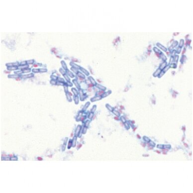 Kriptogamos, papildomas I rinkinys - mikroskopiniai preparatai Kriptogamos, papildomas I rinkinys - mikroskopiniai preparatai