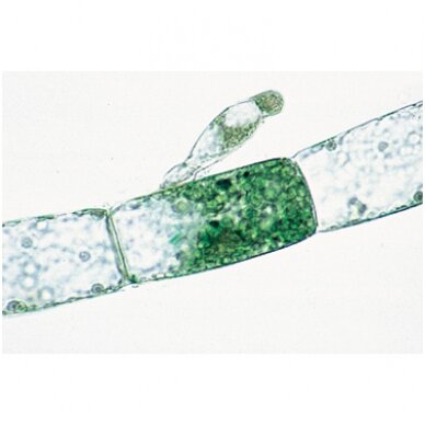 Kriptogamos, papildomas II rinkinys - mikroskopiniai preparatai Kriptogamos, papildomas II rinkinys - mikroskopiniai preparatai