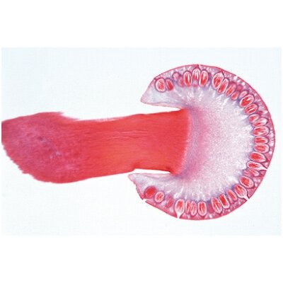 Kriptogamos, elementarus rinkinys - mikroskopiniai preparatai Kriptogamos, elementarus rinkinys - mikroskopiniai preparatai