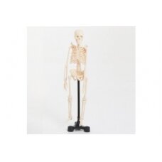 Mini skeletas - 460 mm