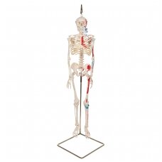 Mini žmogaus skeletas (piešti raumenys, ant pakabinamo stovo, pusė natūralaus dydžio)