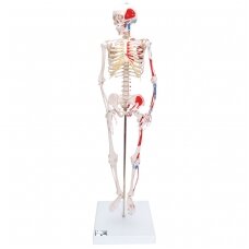 Mini žmogaus skeletas (piešti raumenys, pritvirtintas prie dubens, pusė natūralaus dydžio)