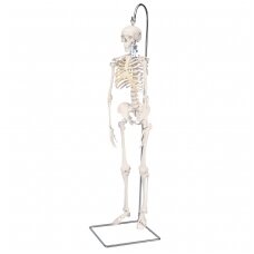 Mini žmogaus skeleto modelis „Shorty“ ant stovo, pusė natūralaus dydžio