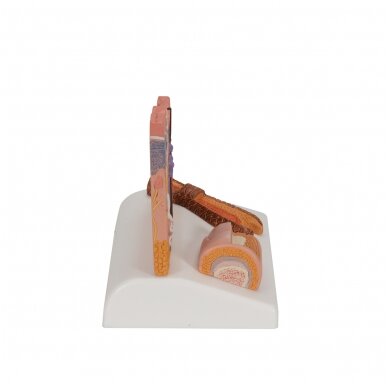 Mikroskopinis odos, plaukų ir nagų modelis 3