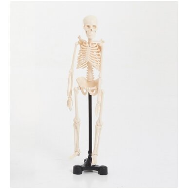 Mini skeletas - 460 mm 1