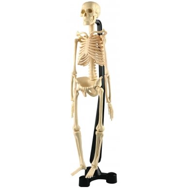 Mini skeletas - 460 mm 6