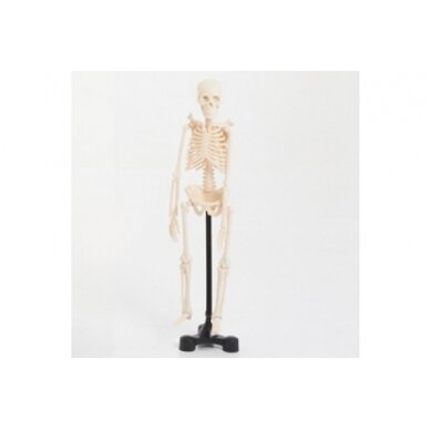 Mini skeletas - 460 mm