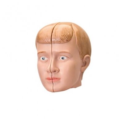 Mini torso modelio keičiamoji galva Mini torso modelio keičiamoji galva