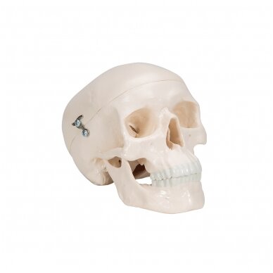 Mini žmogaus kaukolės modelis, 3 dalys 2