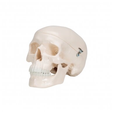Mini žmogaus kaukolės modelis, 3 dalys 5