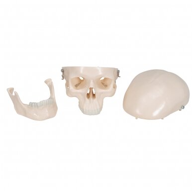 Mini žmogaus kaukolės modelis, 3 dalys 6