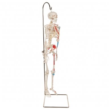 Mini žmogaus skeletas (piešti raumenys, ant pakabinamo stovo, pusė natūralaus dydžio) 2