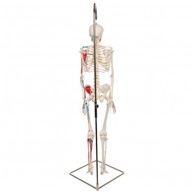Mini žmogaus skeletas (piešti raumenys, ant pakabinamo stovo, pusė natūralaus dydžio) 3